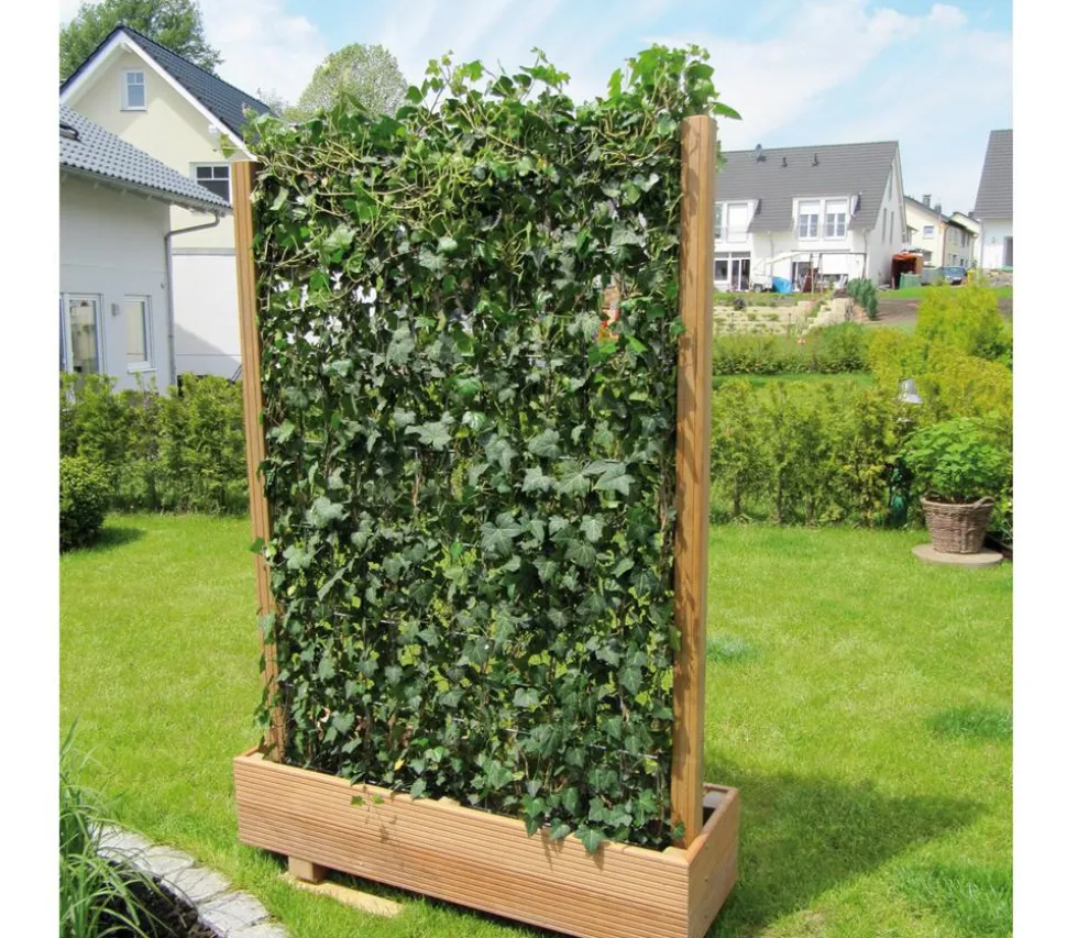 Hecke am laufenden Meter® Balkonhecke - Efeu, ca. 130 cm