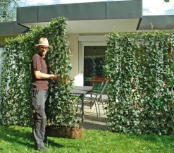 Hecke am laufenden Meter® 'Woerneri' - Efeu, ca. 100 cm