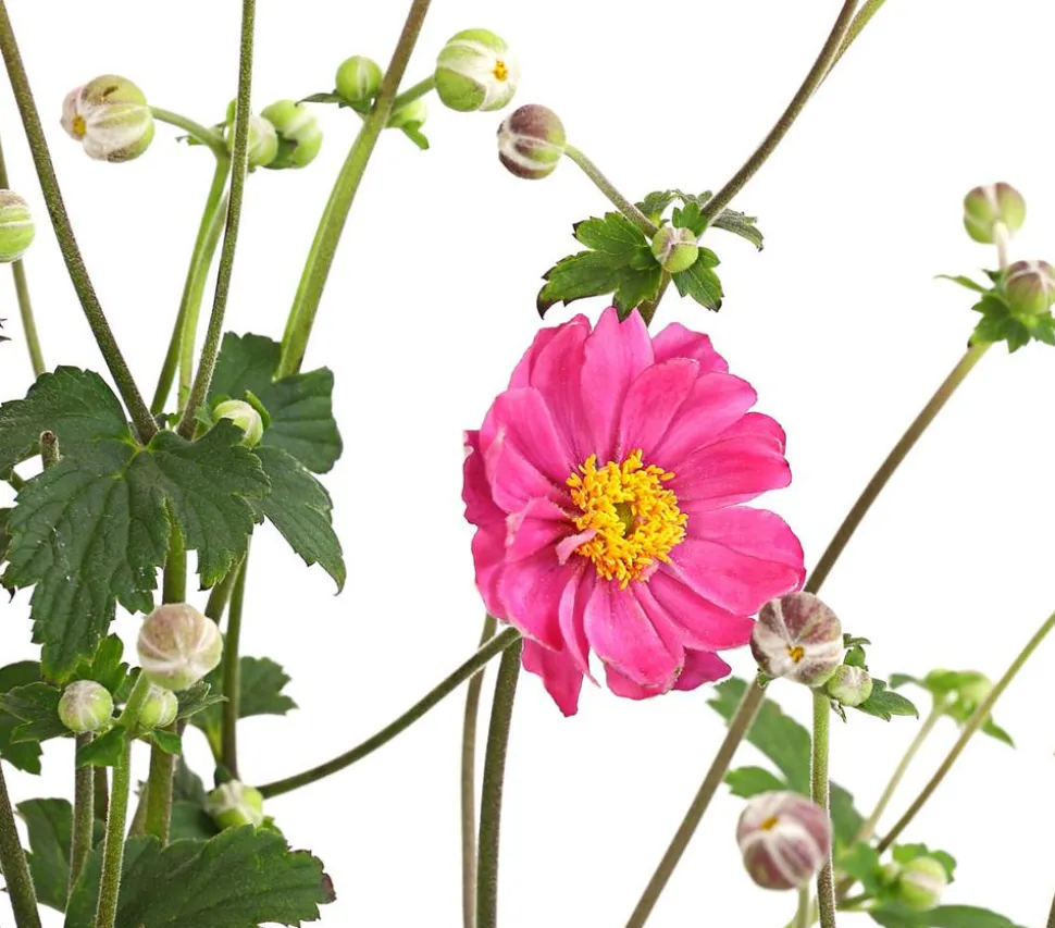 Herbst-Anemone, verschiedene Sorten