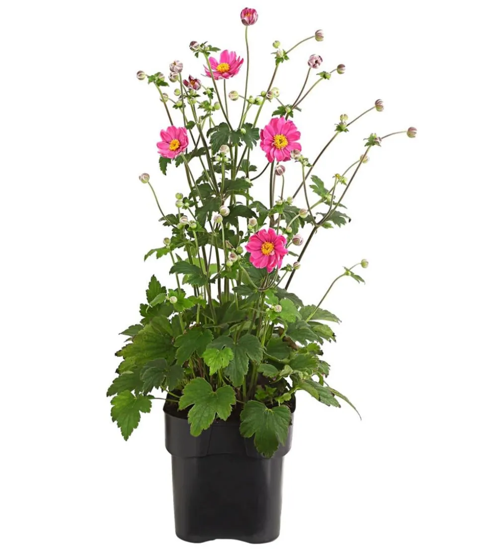 Herbst-Anemone, verschiedene Sorten