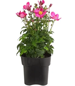 Herbst-Anemone, verschiedene Sorten