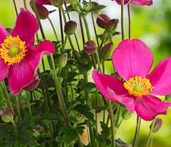 Herbst-Anemone, verschiedene Sorten
