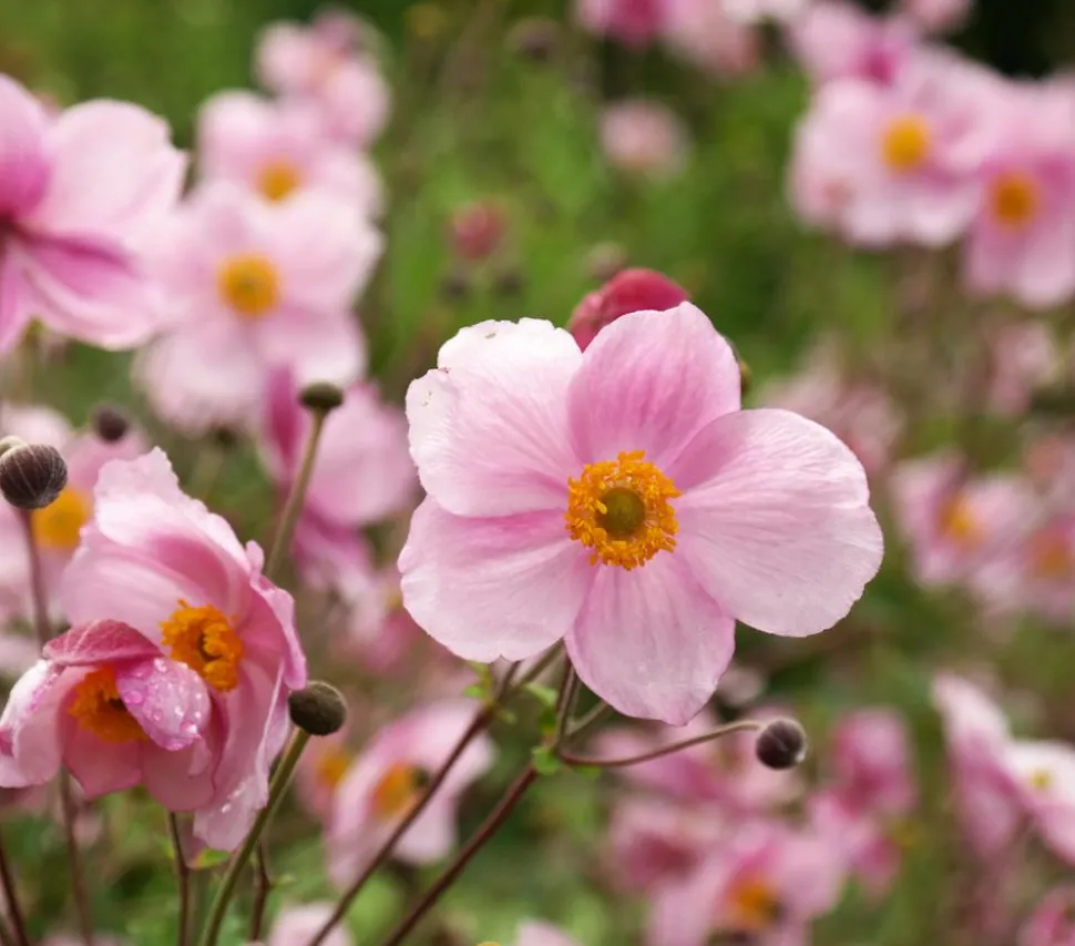 Herbst-Anemone, verschiedene Sorten
