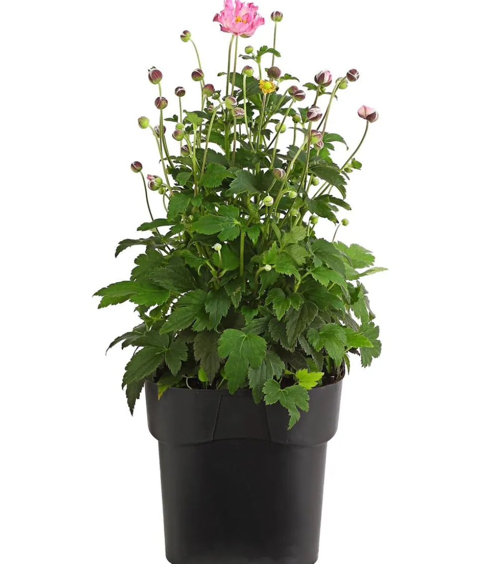 Herbst-Anemone, verschiedene Sorten