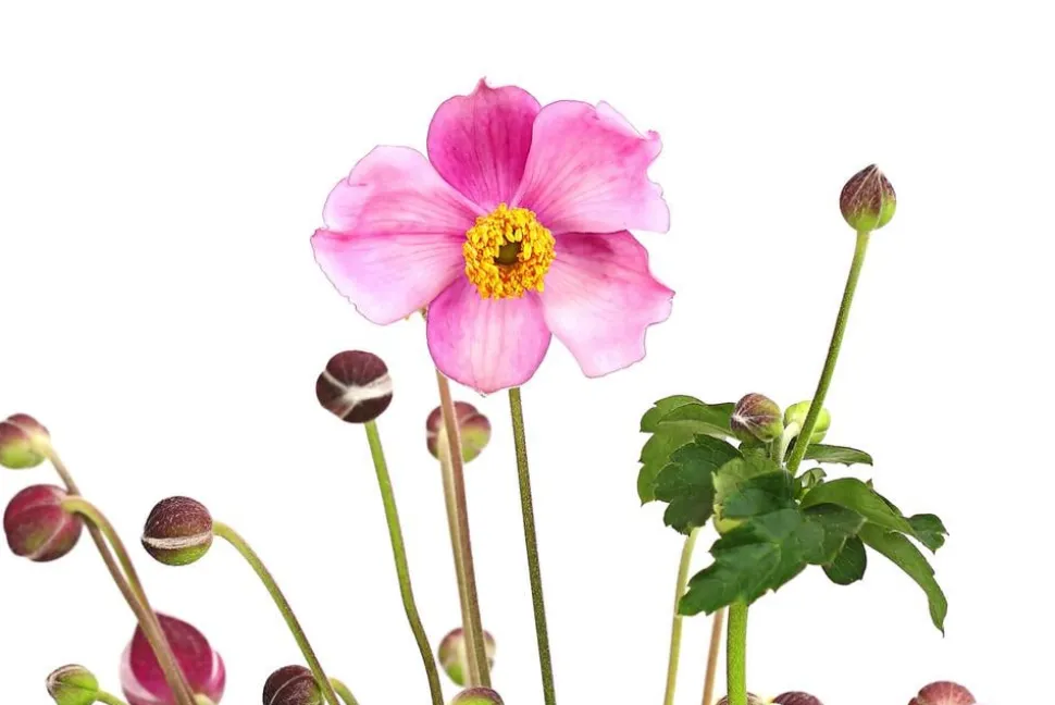 Herbst-Anemone, verschiedene Sorten