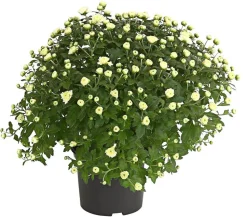 Herbst-Chrysantheme