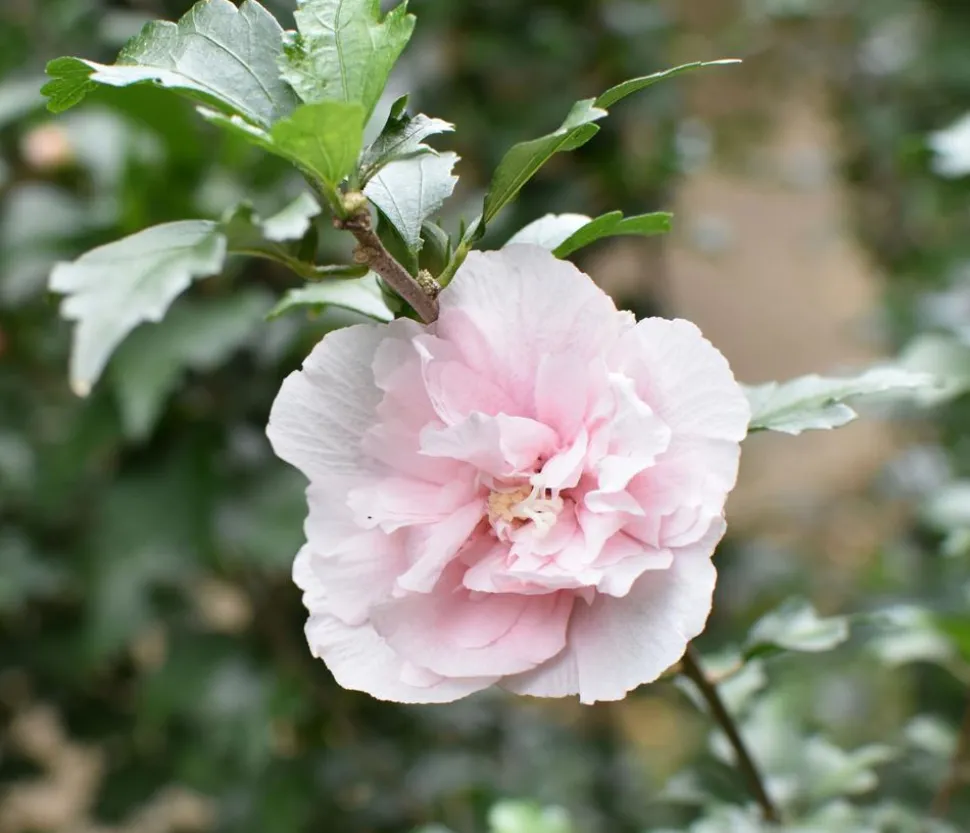 Hibiskus 'Pink Chiffon®' - Garten-Eibisch