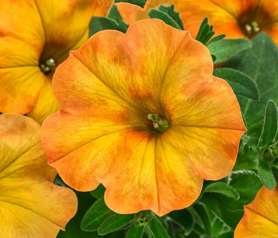 Hängepetunie 'Sunset Orange'