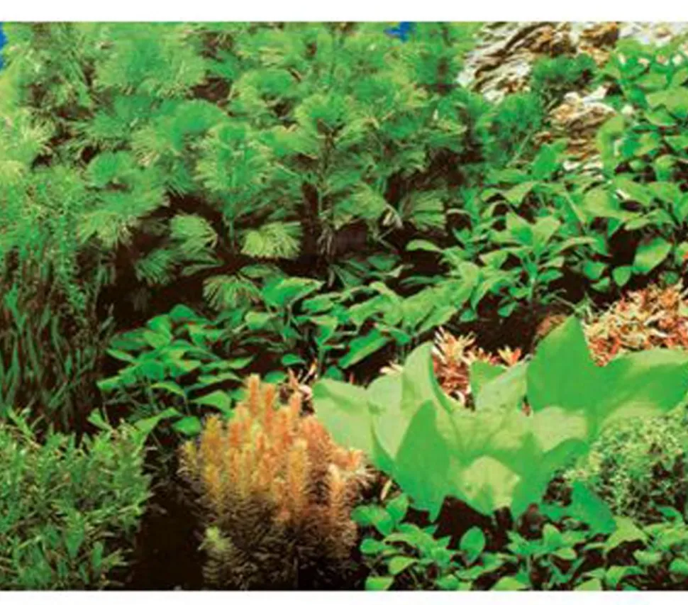 Hobby® Aquarium Rückwand Pflanzen 8/Marine Blue