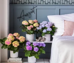 Hortensie 'Magical', verschiedene Farben