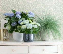 Hortensie 'Magical', verschiedene Farben