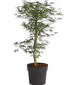 Japanischer Fächerahorn 'Emerald Lace'