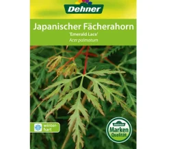 Japanischer Fächerahorn 'Emerald Lace'