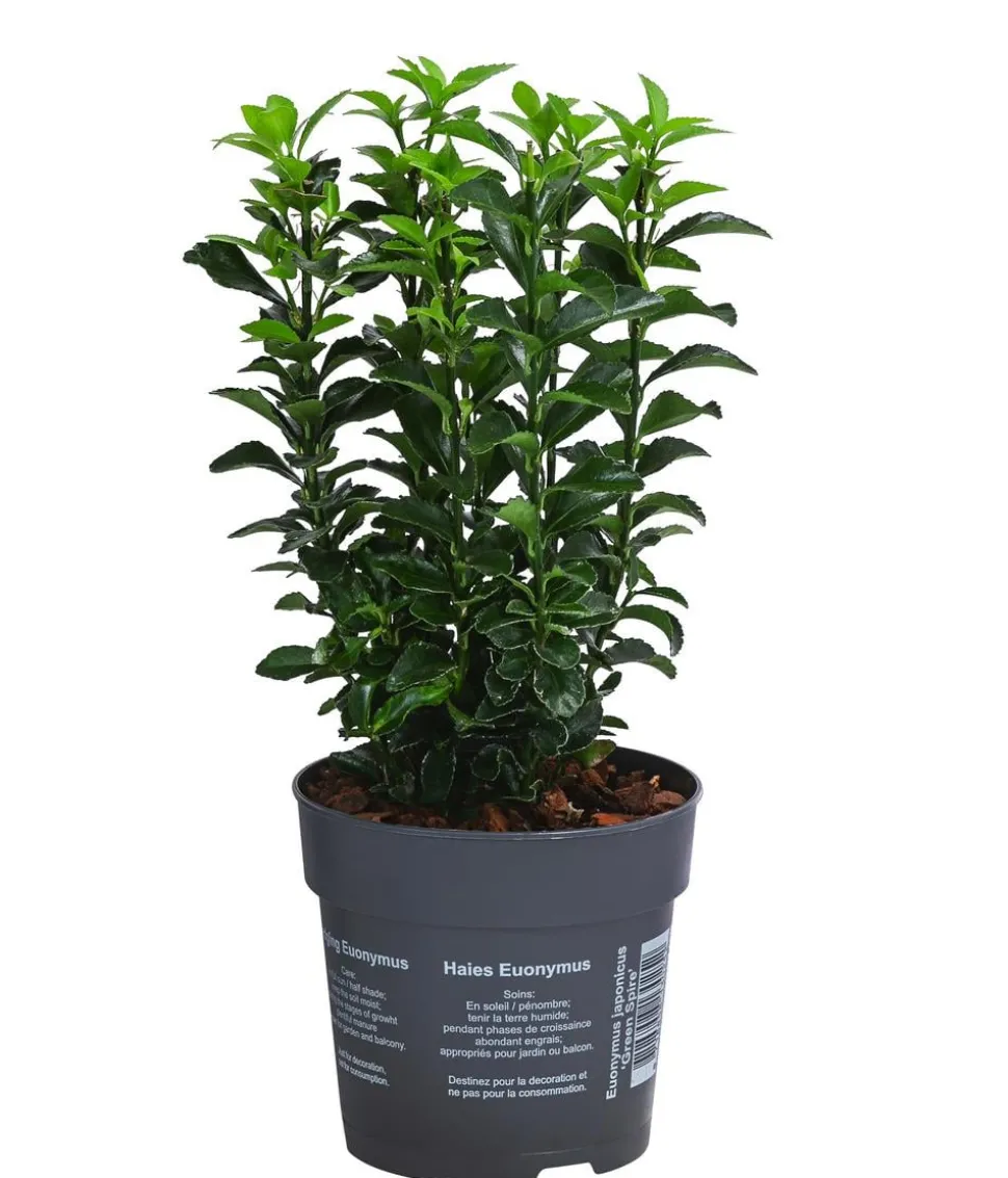Japanischer Spindelstrauch 'Green Spire'