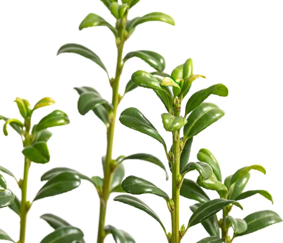 Japanischer Säulen-Berg-Ilex 'Fastigiata'