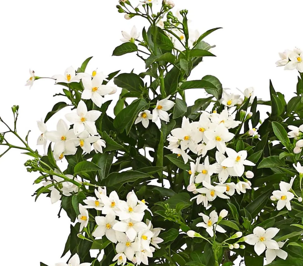Jasminblütiger Nachtschatten
