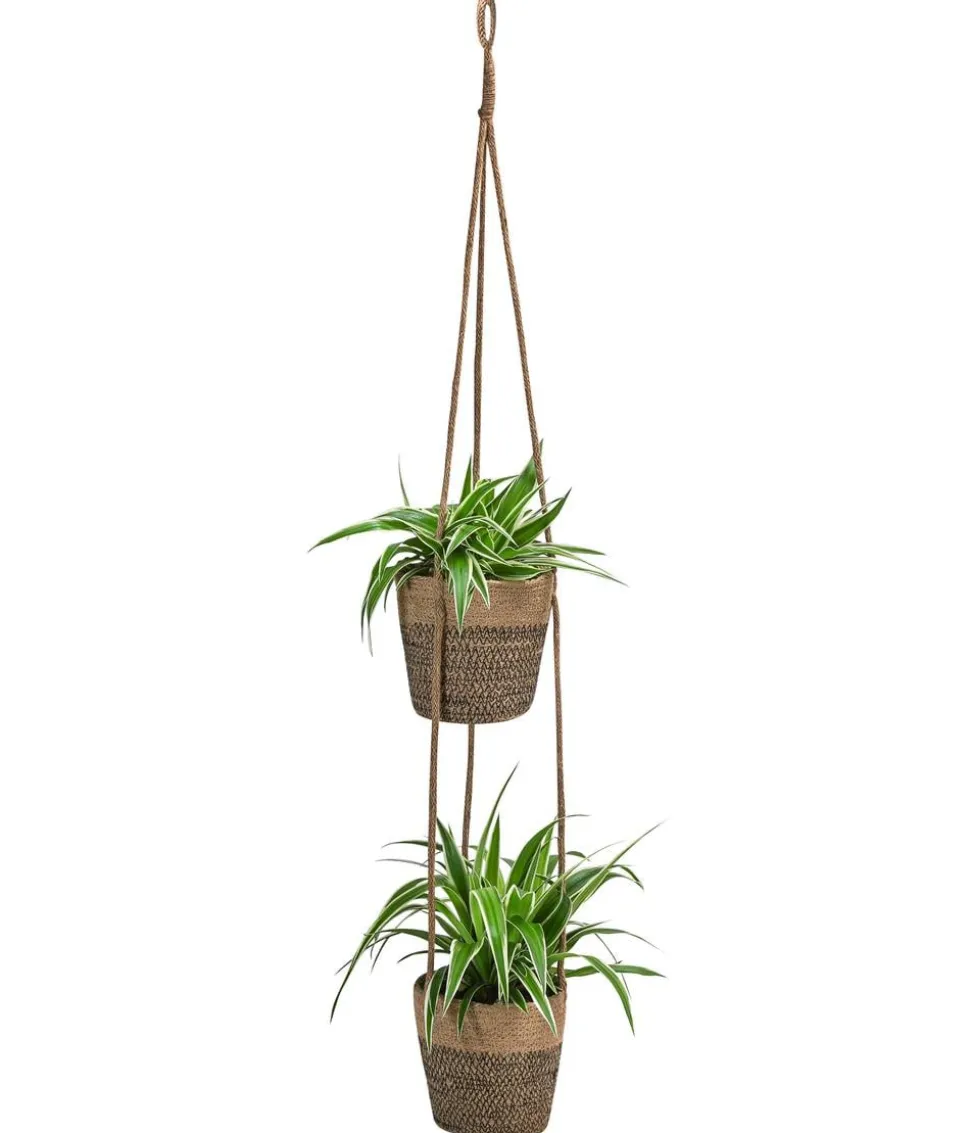Juteampel-Duo mit Grünlilie - Chlorophytum comosum 'Ocean'