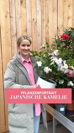 Kamelie, zweifarbig