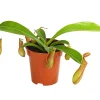 Kannenpflanze - Nepenthes