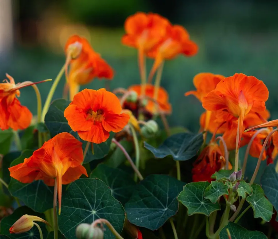 Kapuzinerkresse 'Whirlybird Tangerine'