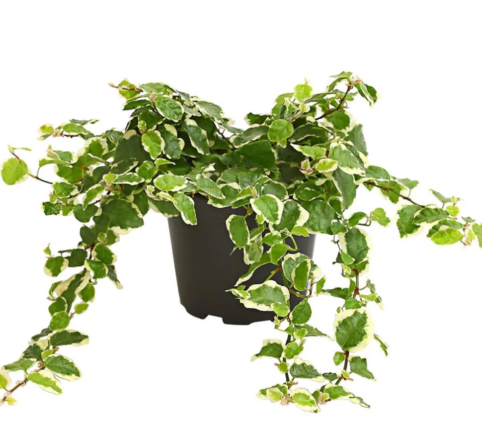 Kletterfeige - Ficus pumila 'Sunny'