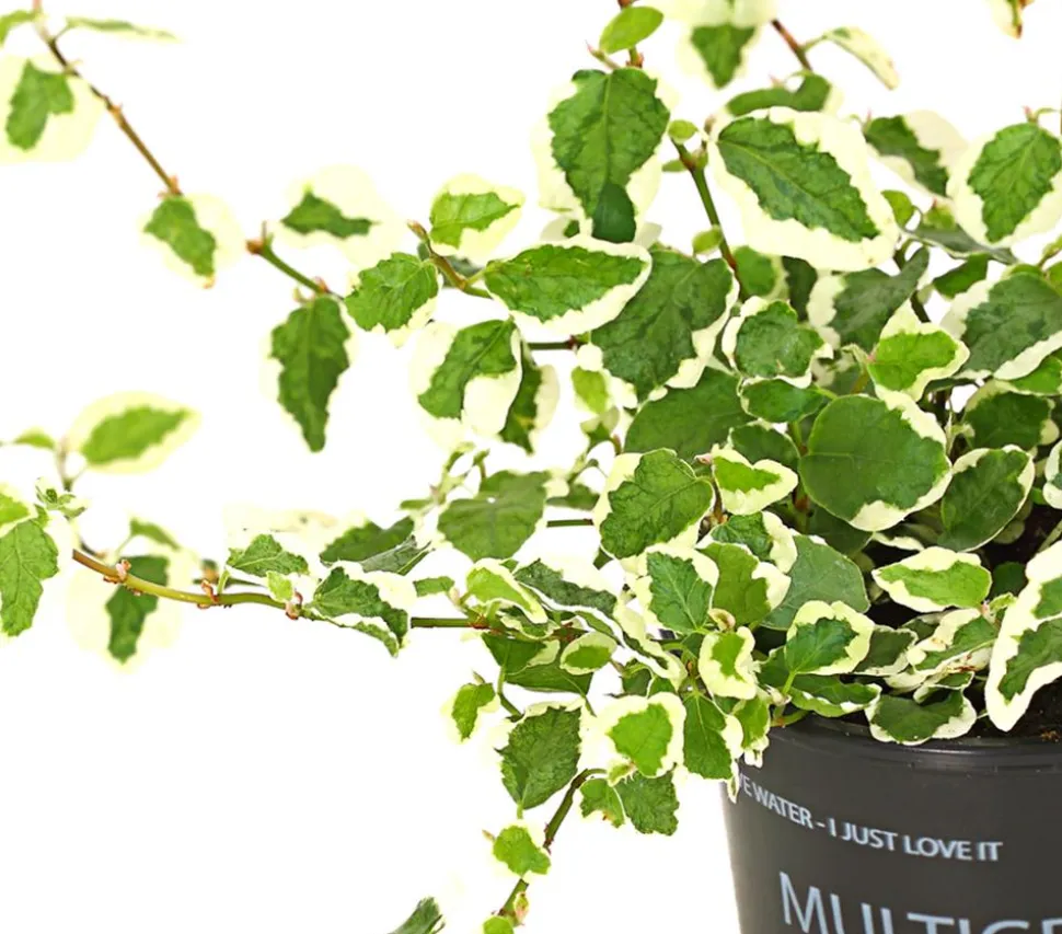 Kletterfeige - Ficus pumila 'Sunny'