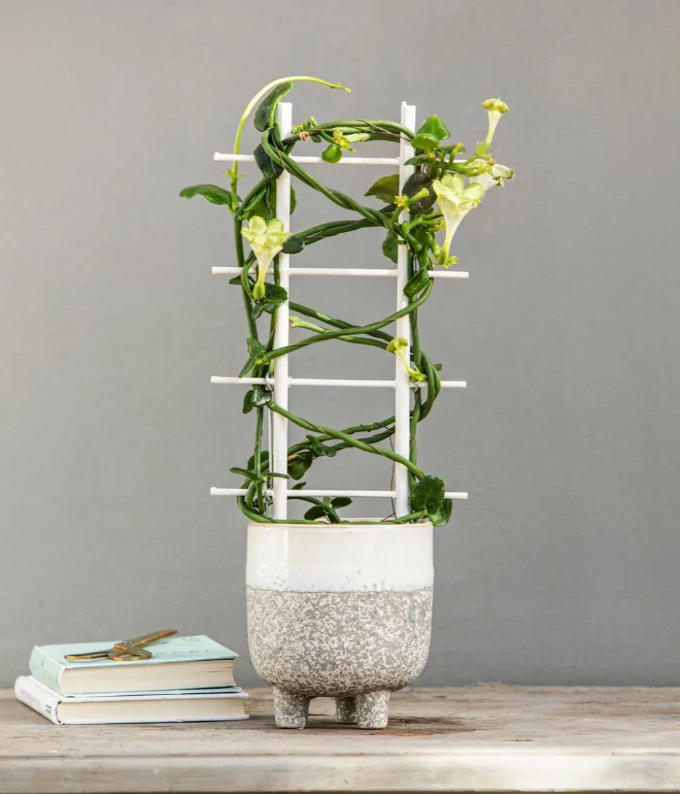 Kletternde Leuchterblume - Ceropegia sandersonii, Säule
