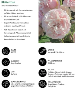 Kletterrose 'Divina'