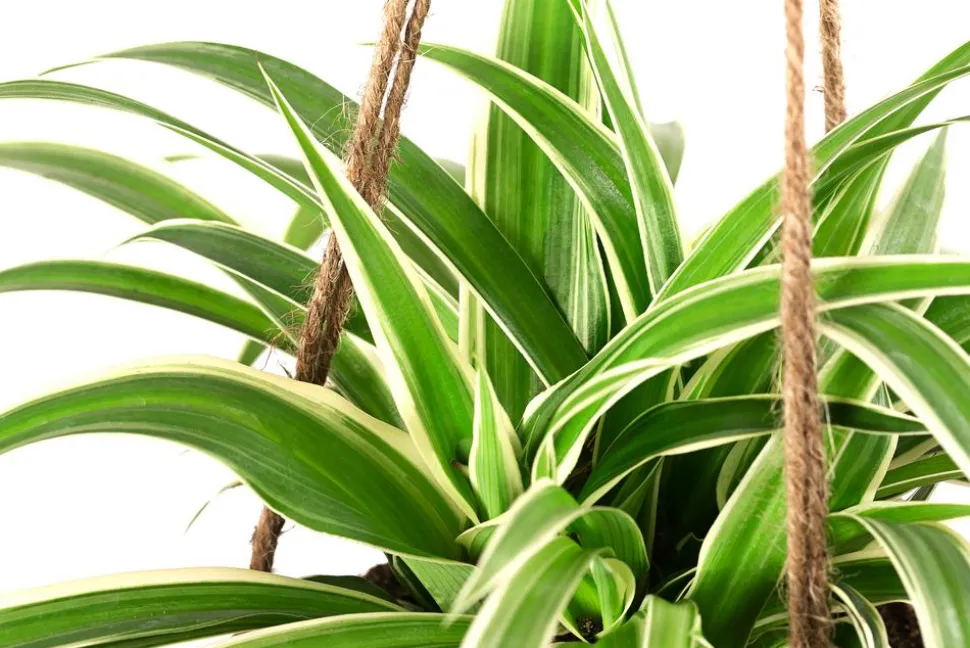 Kokodama-Ampel Grünlilie - Chlorophytum