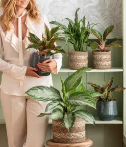 Kolbenfaden - Aglaonema commutatum 'Silver Bay', Hydrokultur