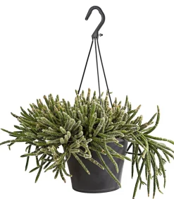 Korallenkaktus - Rhipsalis cassutha, verschiedene Sorten, Ampel