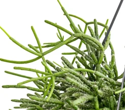 Korallenkaktus - Rhipsalis cassutha, verschiedene Sorten, Ampel