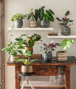 Korbmarante - Calathea cultivars 'White Fusion'