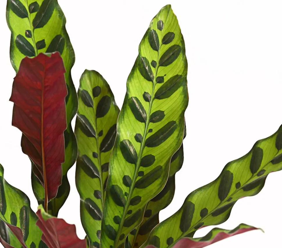 Korbmarante - Calathea lancifolia