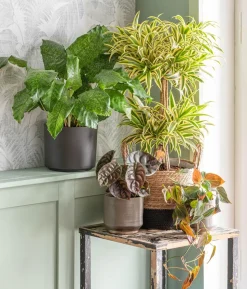 Korbmarante - Calathea mosaica