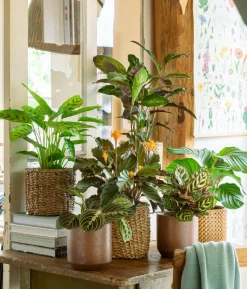 Korbmarante - Calathea sanguinea 'Magicstar'
