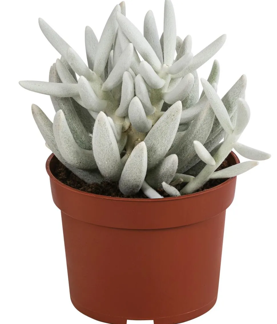 Kreuzkraut - Senecio 'Mont Blanc'