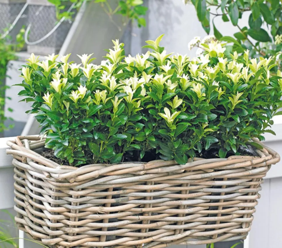 Kriech-Spindelstrauch 'Paloma Blanca'