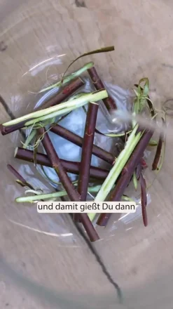 Kätzchen-Weide 'Goldkätzchen', Stamm