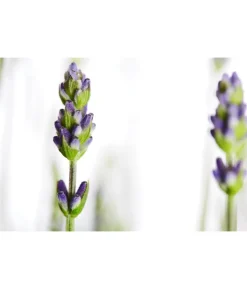Lavendel