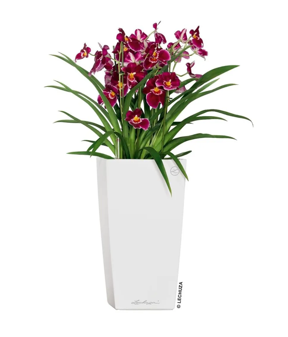 LECHUZA® CUBICO Premium, All-in-One-Set
