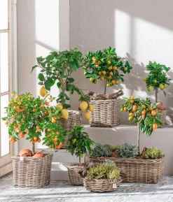 Limette 'Limequat'