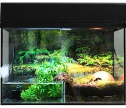 Lucky Reptile Starter Kit Komplettset Bombina/Pacman, ca. B50/H40/T28 cm