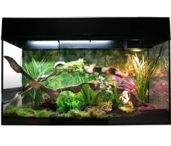 Lucky Reptile Starter Kit Komplettset Bartagame, ca. B80/H52/T40 cm