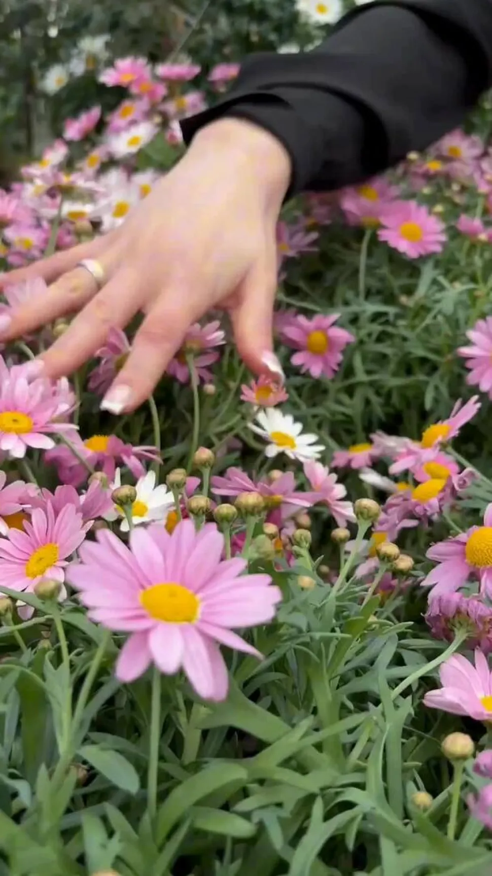 Margerite, Stämmchen, verschiedene Farben