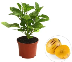 Melonenbirne