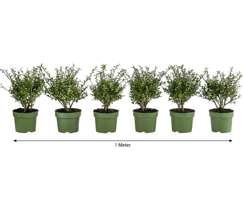 1 Meter Berg-Ilex 'Glory Gem', 6 x ca. 20-25 cm