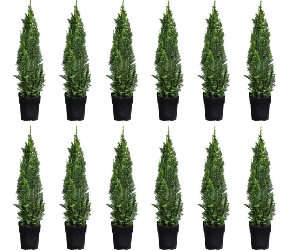 2-3 Meter Gartenzypresse 'Little Spire', 10 x ca. 30 cm