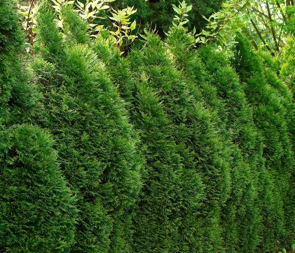 20 Meter Lebensbaum 'Smaragd', 80 x ca. 40-60 cm