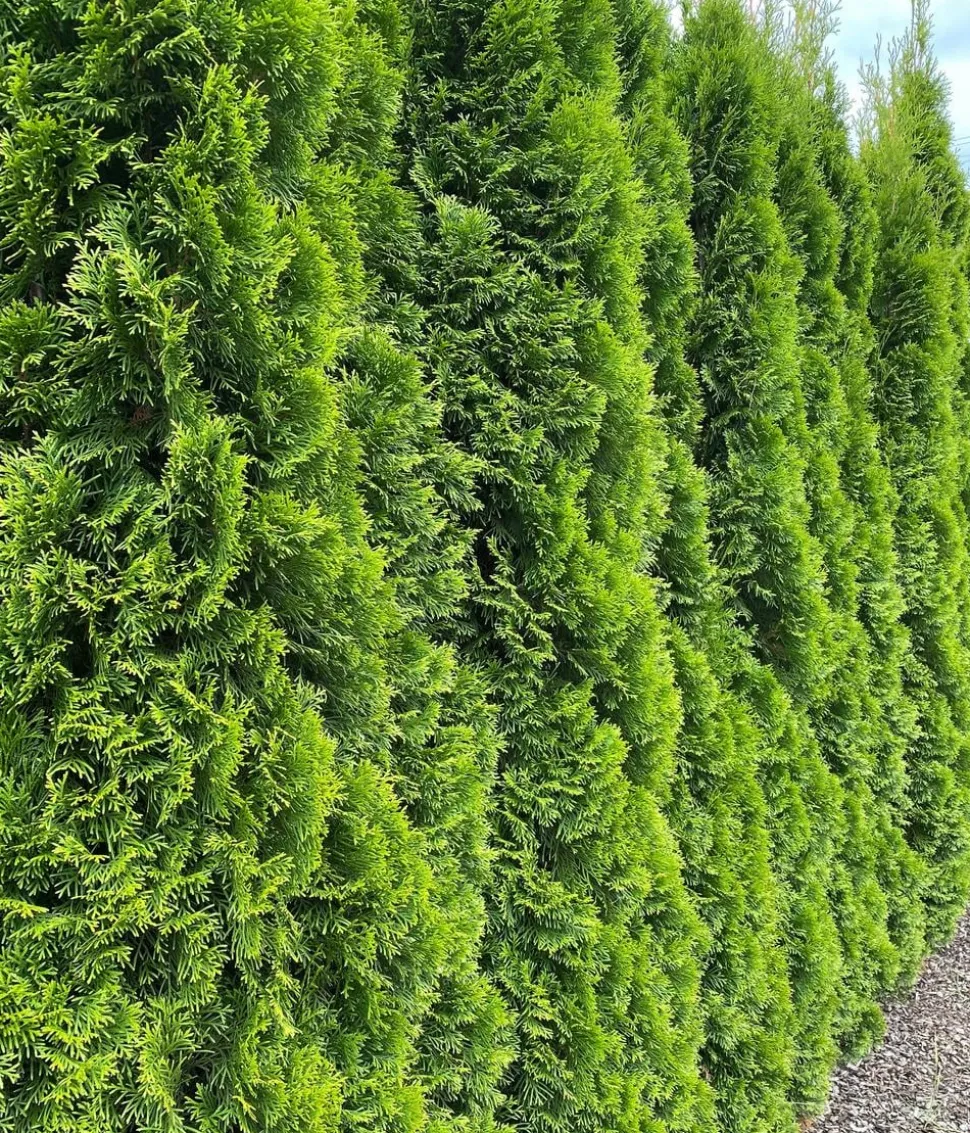 31 Meter Lebensbaum 'Smaragd', 125 x ca. 40-60 cm